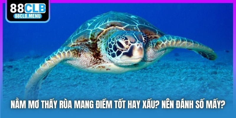 Nằm Mơ Thấy Rùa Mang Điềm Tốt Hay Xấu? Nên Đánh Số Mấy?