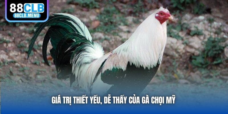 Giá trị thiết yếu, dễ thấy của gà chọi Mỹ