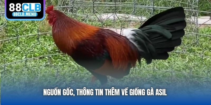 Nguồn gốc, thông tin thêm về giống gà Asil