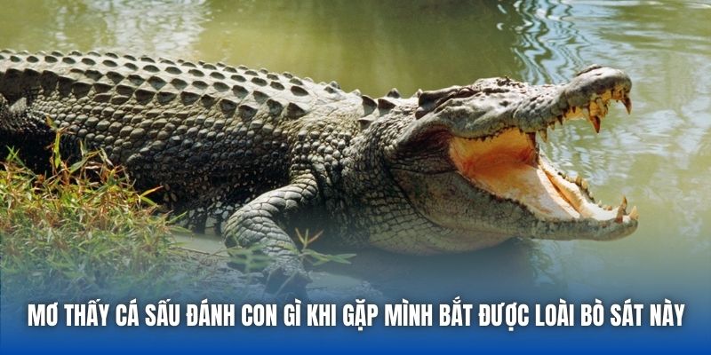 Mơ thấy cá sấu đánh con gì khi gặp mình bắt được loài bò sát này
