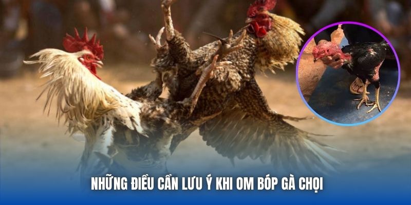 Những điều cần lưu ý khi om bóp gà chọi
