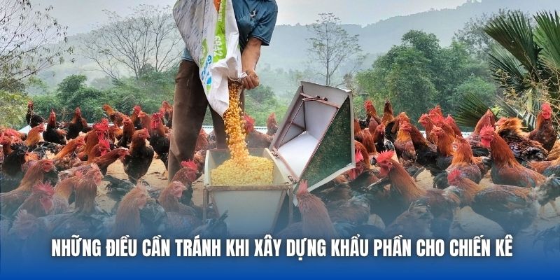 Những điều cần tránh khi xây dựng khẩu phần cho chiến kê