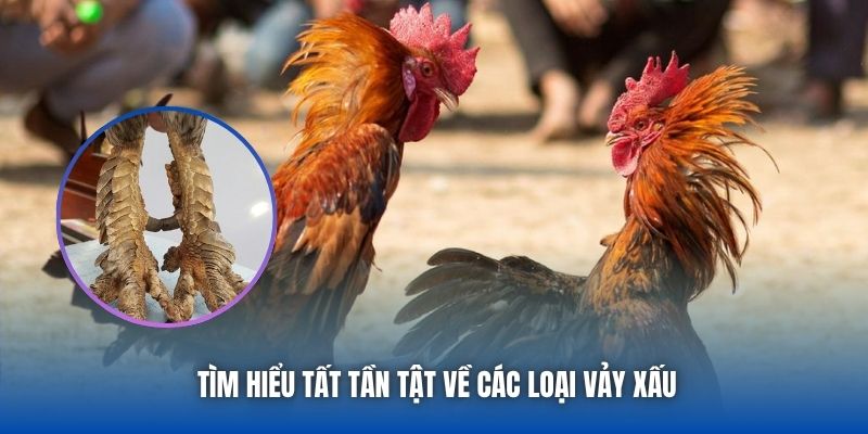 Tìm hiểu tất tần tật về các loại vảy xấu
